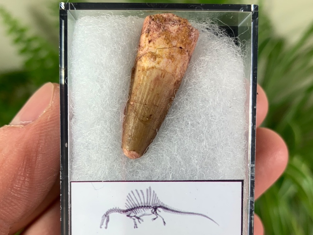 Spinosaurus Tooth - 1.19 inch #SP02