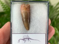 Spinosaurus Tooth - 1 inch #SP06