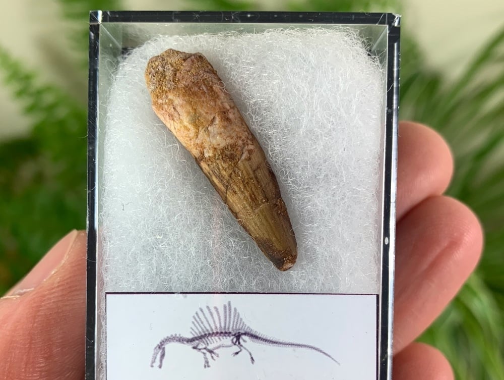 Spinosaurus Tooth - 1.19 inch #SP09