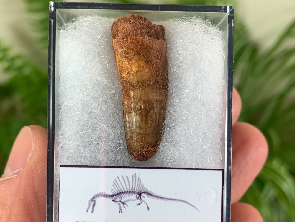 Spinosaurus Tooth - 1.25 inch #SP13