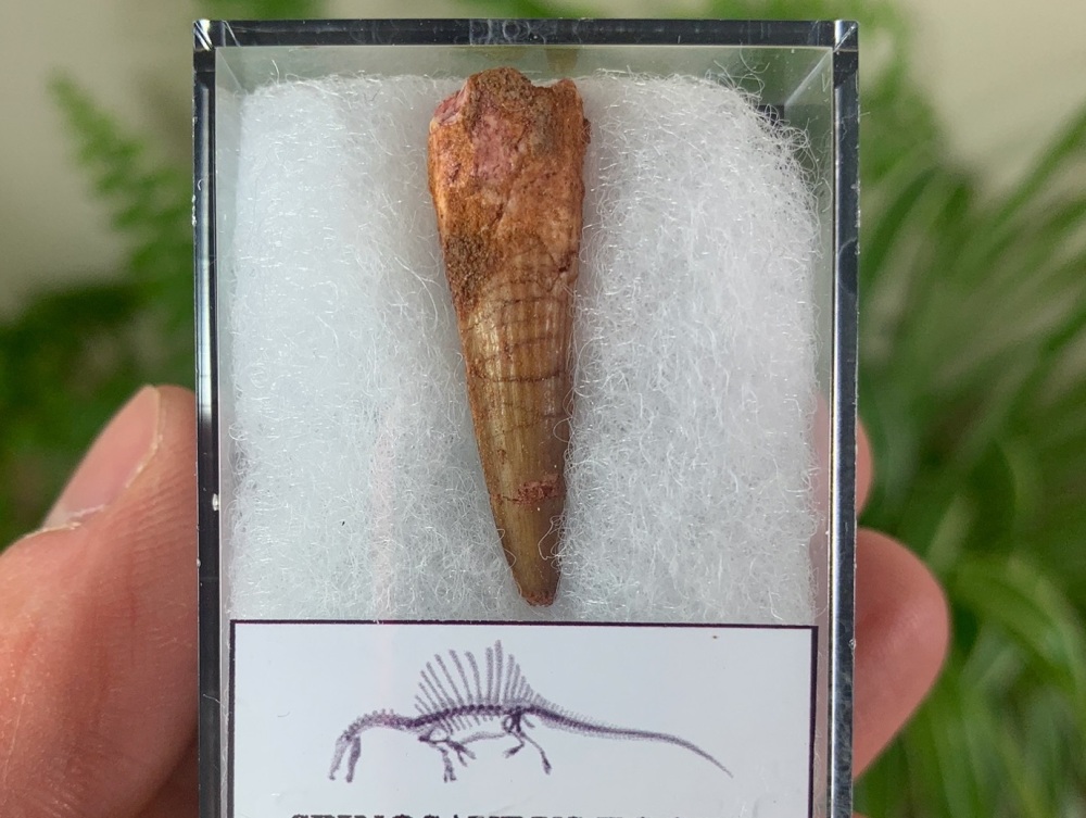 Spinosaurus Tooth - 1.25 inch #SP14