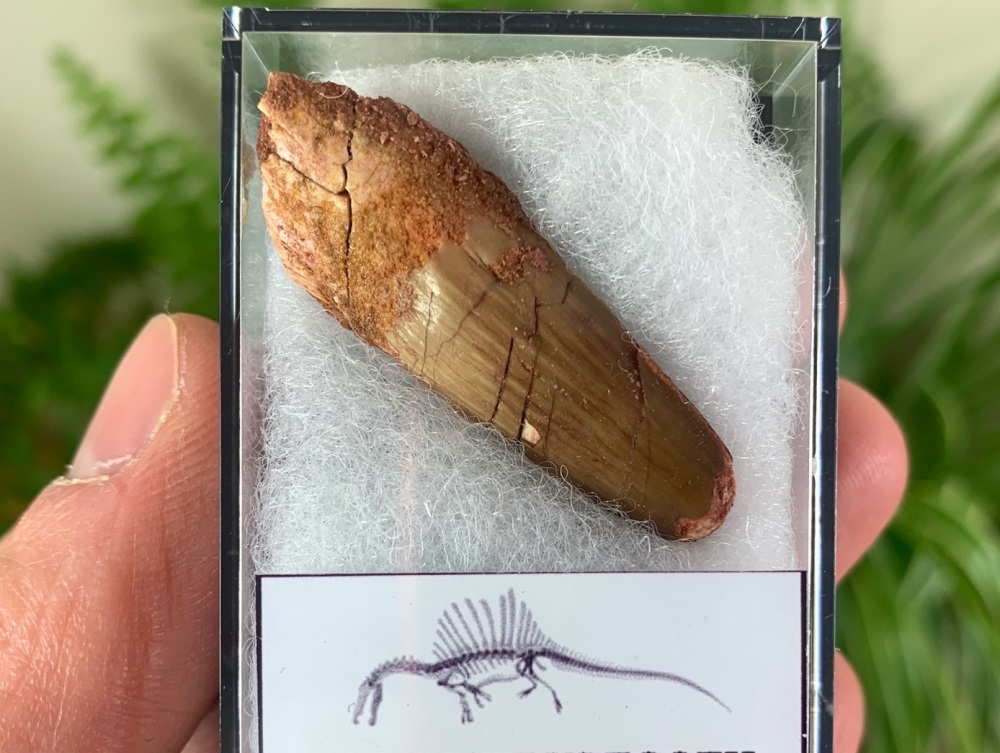 Spinosaurus Tooth - 1.56 inch #SP15