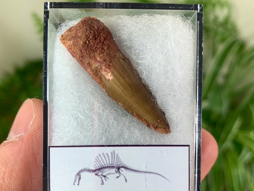 Spinosaurus Tooth - 1.44 inch #SP16