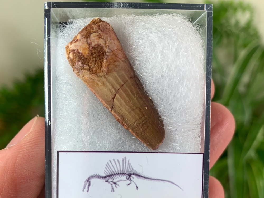 Spinosaurus Tooth - 1.31 inch #SP17