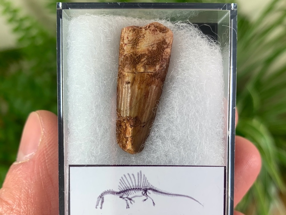 Spinosaurus Tooth - 1.13 inch #SP18