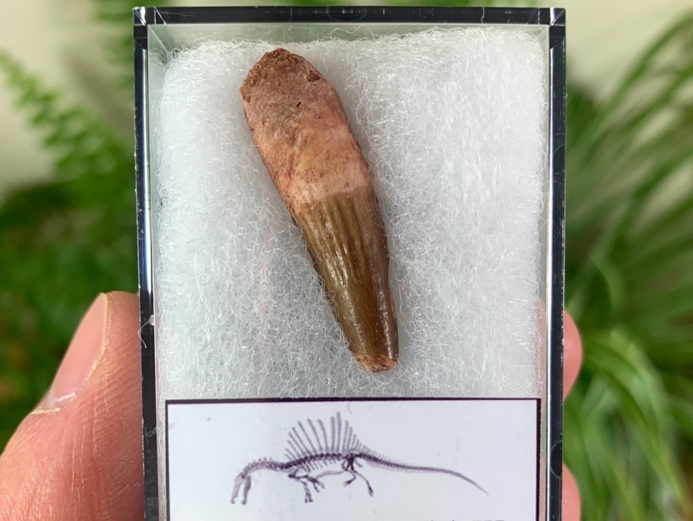 Spinosaurus Tooth - 1.25 inch #SP19