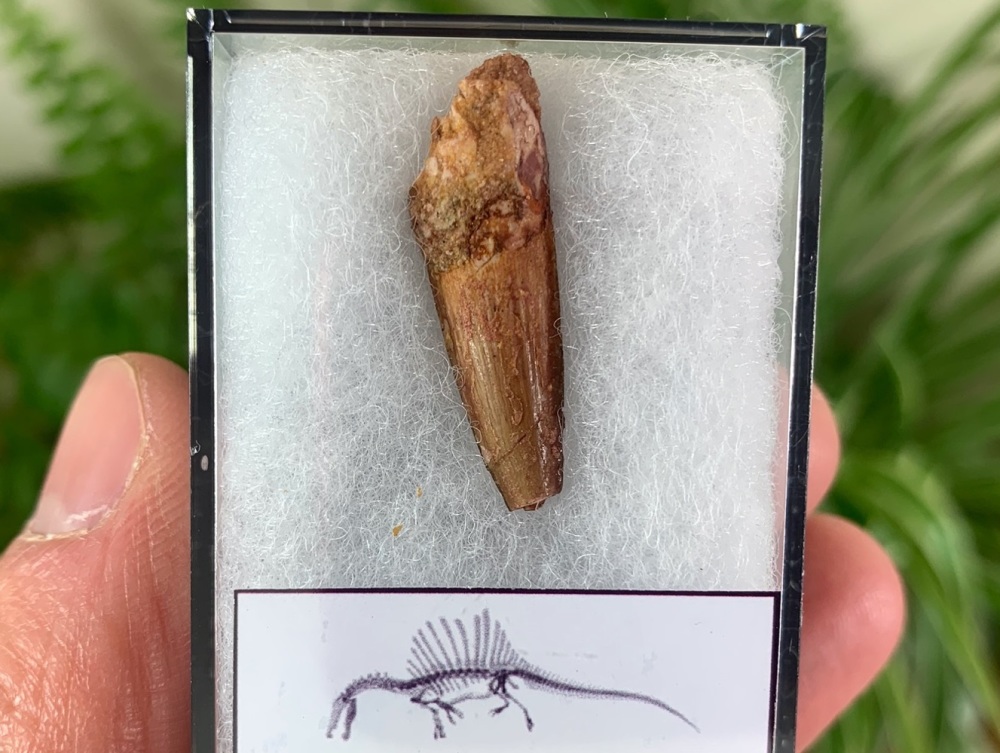 Spinosaurus Tooth - 1.13 inch #SP20
