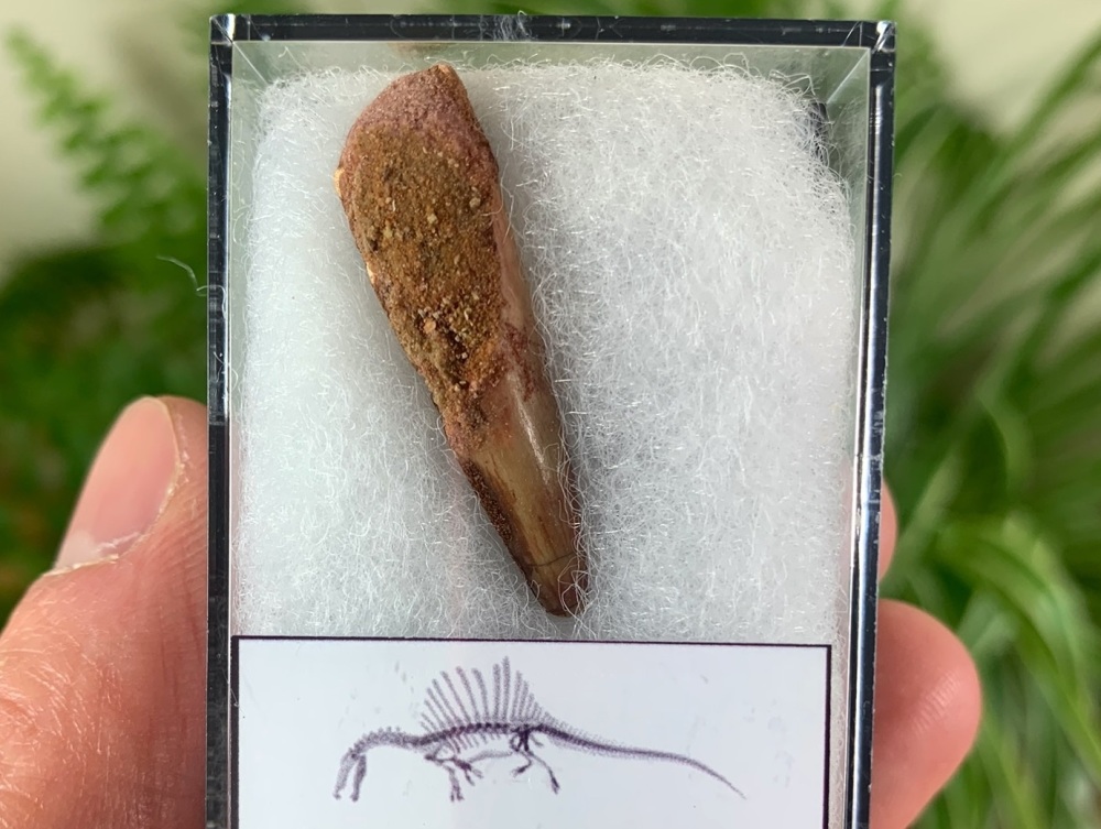 Spinosaurus Tooth - 1.31 inch #SP21