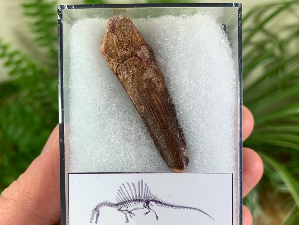 Spinosaurus Tooth - 1.75 inch #SP25