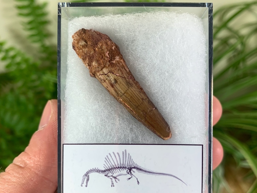 Spinosaurus Tooth - 1.88 inch #SP29