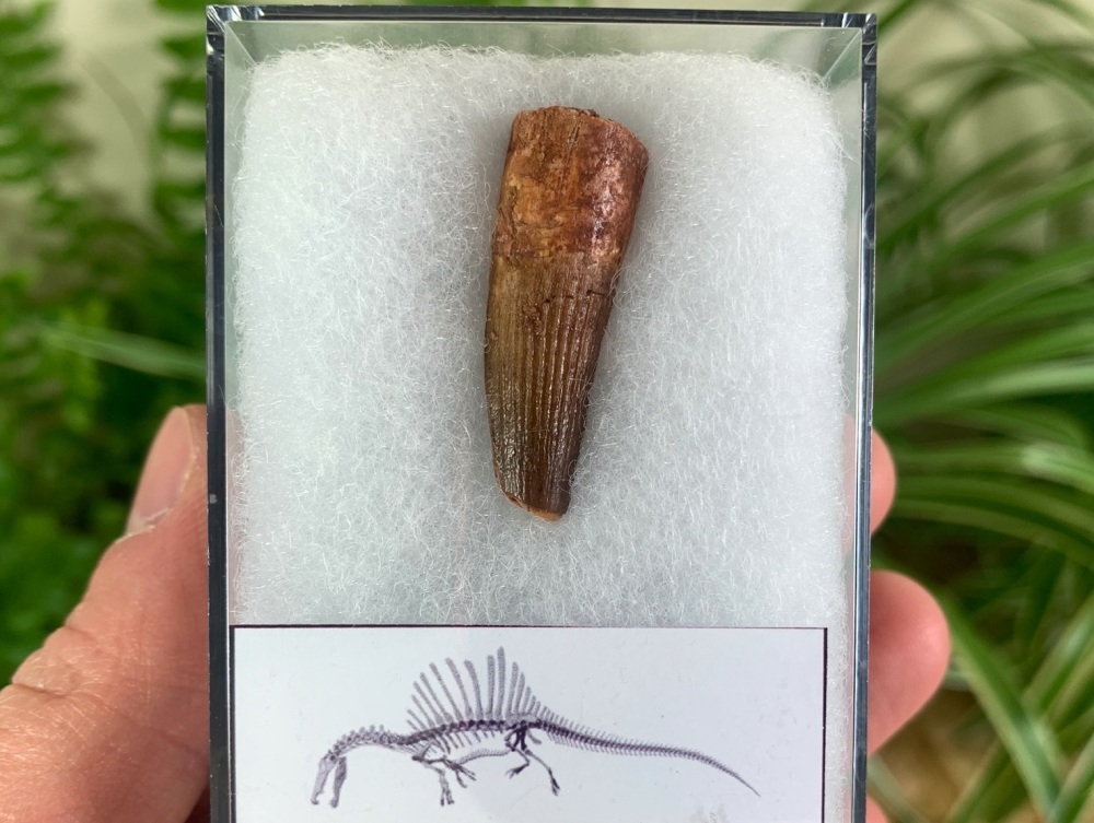 Spinosaurus Tooth - 1.25 inch #SP31