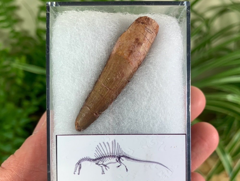Spinosaurus Tooth - 1.94 inch #SP33