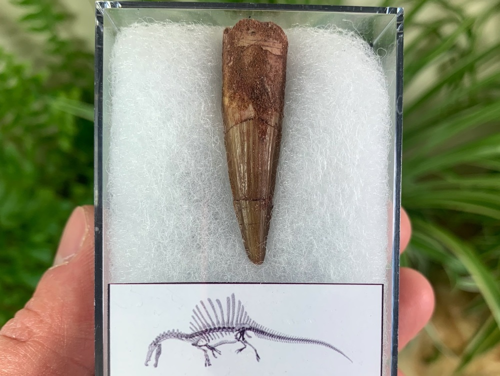 Spinosaurus Tooth - 1.69 inch #SP34