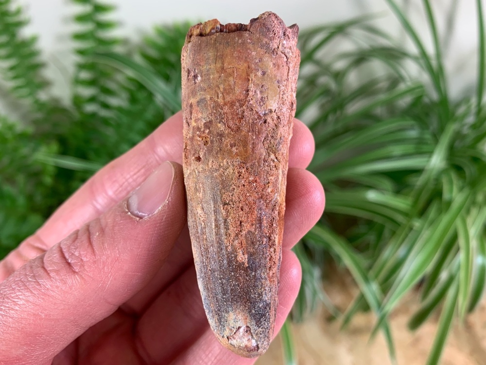 Spinosaurus Tooth - 2.88 inch #SP37