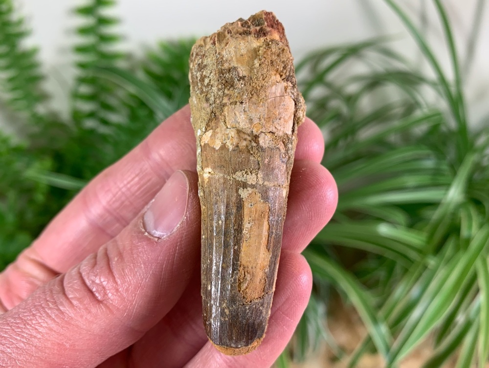 Spinosaurus Tooth - 2.56 inch #SP38