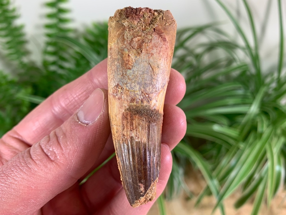 Spinosaurus Tooth - 2.69 inch #SP39