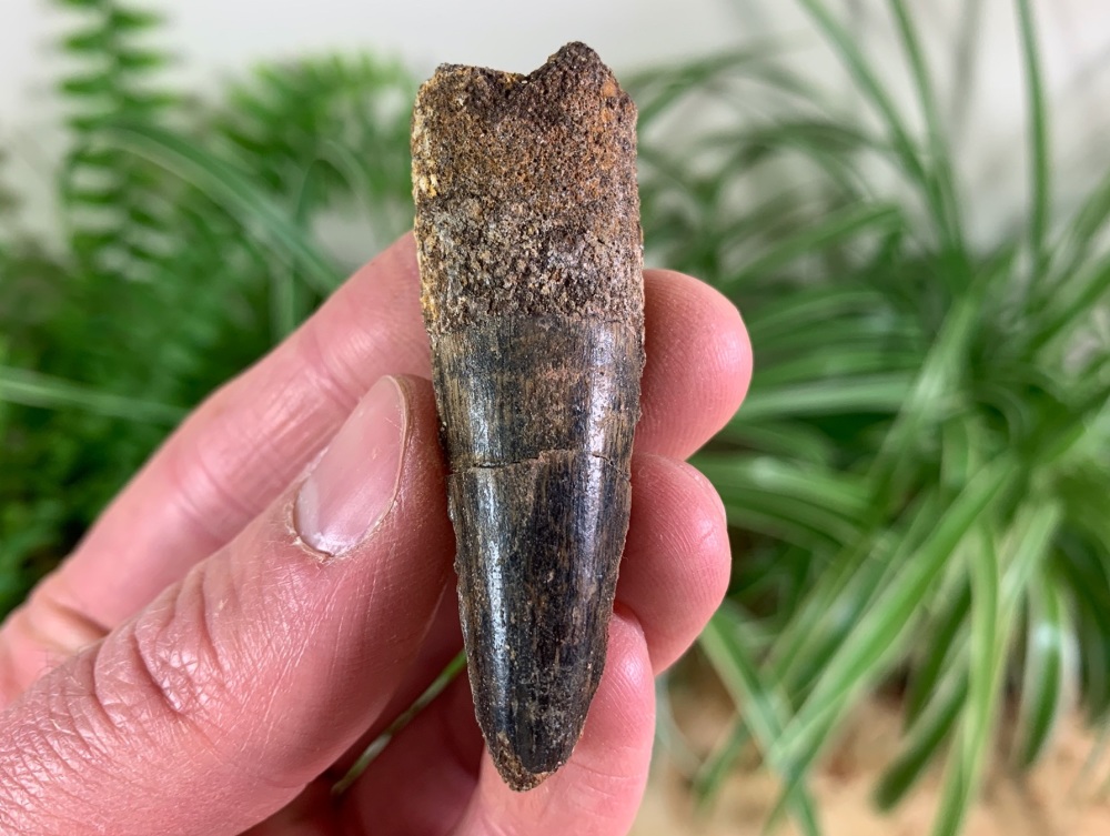 Spinosaurus Tooth - 2.25 inch #SP40