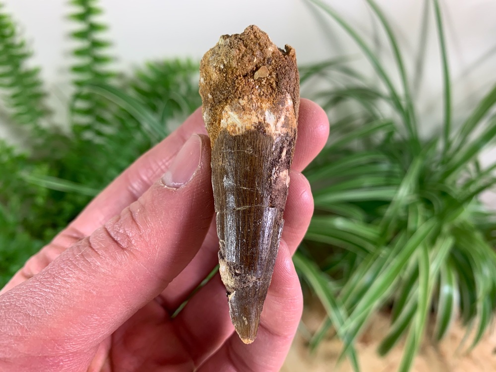 Spinosaurus Tooth - 2.5 inch #SP41