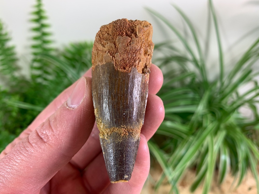 Spinosaurus Tooth - 2.75 inch #SP40