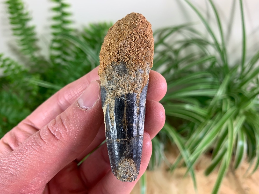 Spinosaurus Tooth - 2.69 inch #SP43