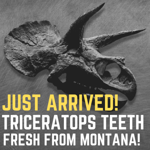 Dino Fossils UK Huge Selection of Fossils For Sale.