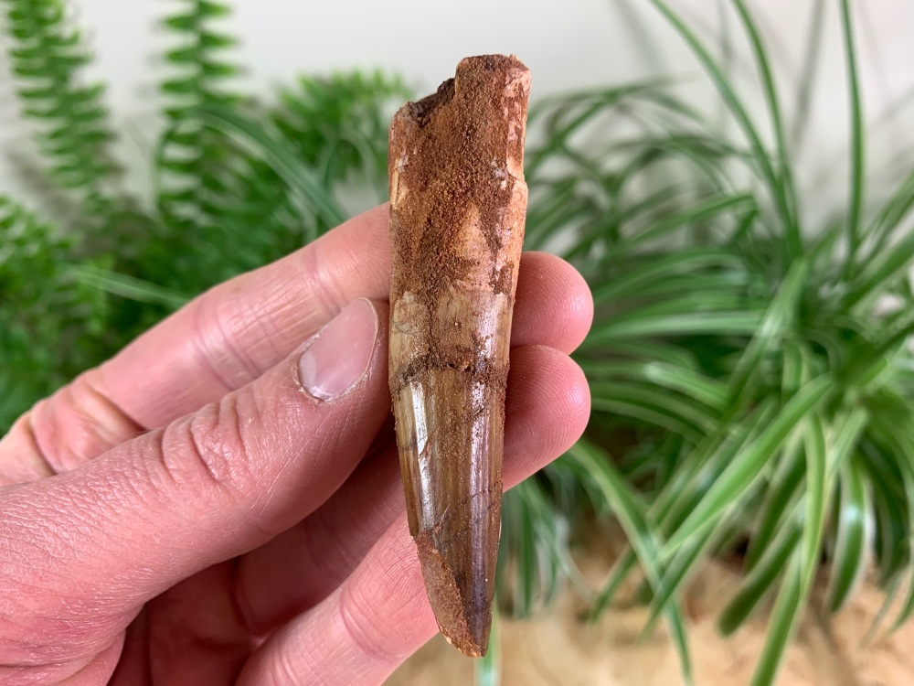Spinosaurus Tooth - 3 inch #SP51