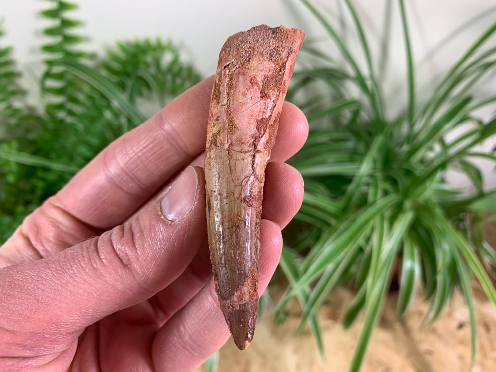 Spinosaurus Tooth - 3.25 inch #SP52
