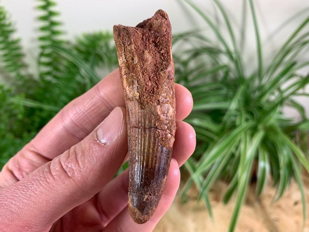 Spinosaurus Tooth - 3.13 inch #SP53