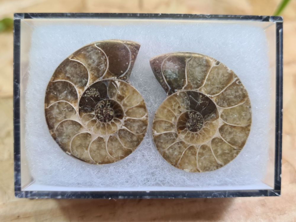 Cut & Polished Ammonite (pair) #01