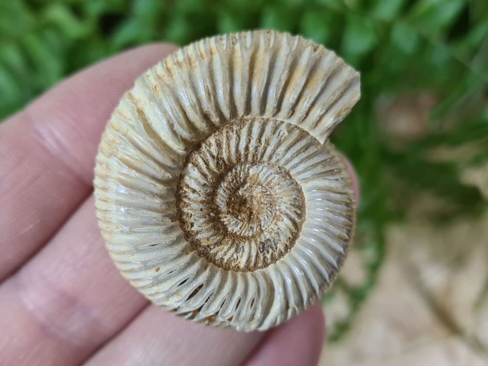 Polished Perisphinctes Ammonite - 4.3CM #11