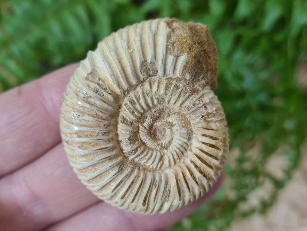 Polished Perisphinctes Ammonite - 4.9CM #02