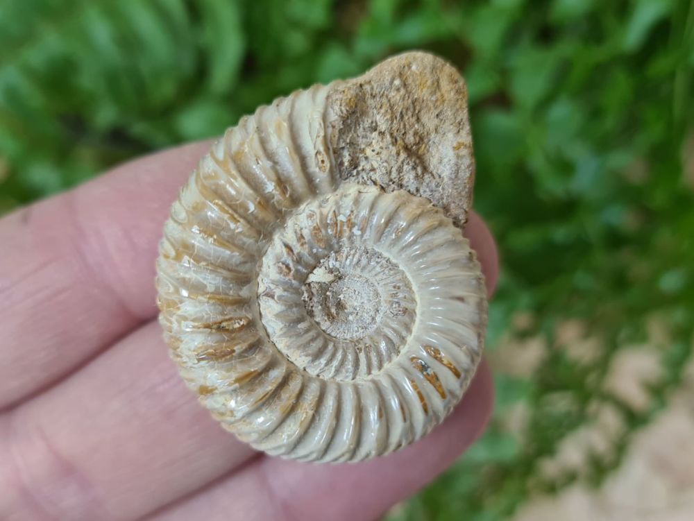 Polished Perisphinctes Ammonite - 3.7CM #04