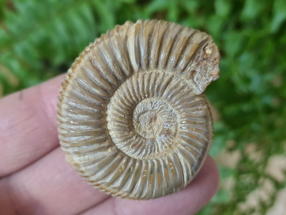 Polished Perisphinctes Ammonite - 4.7CM #05