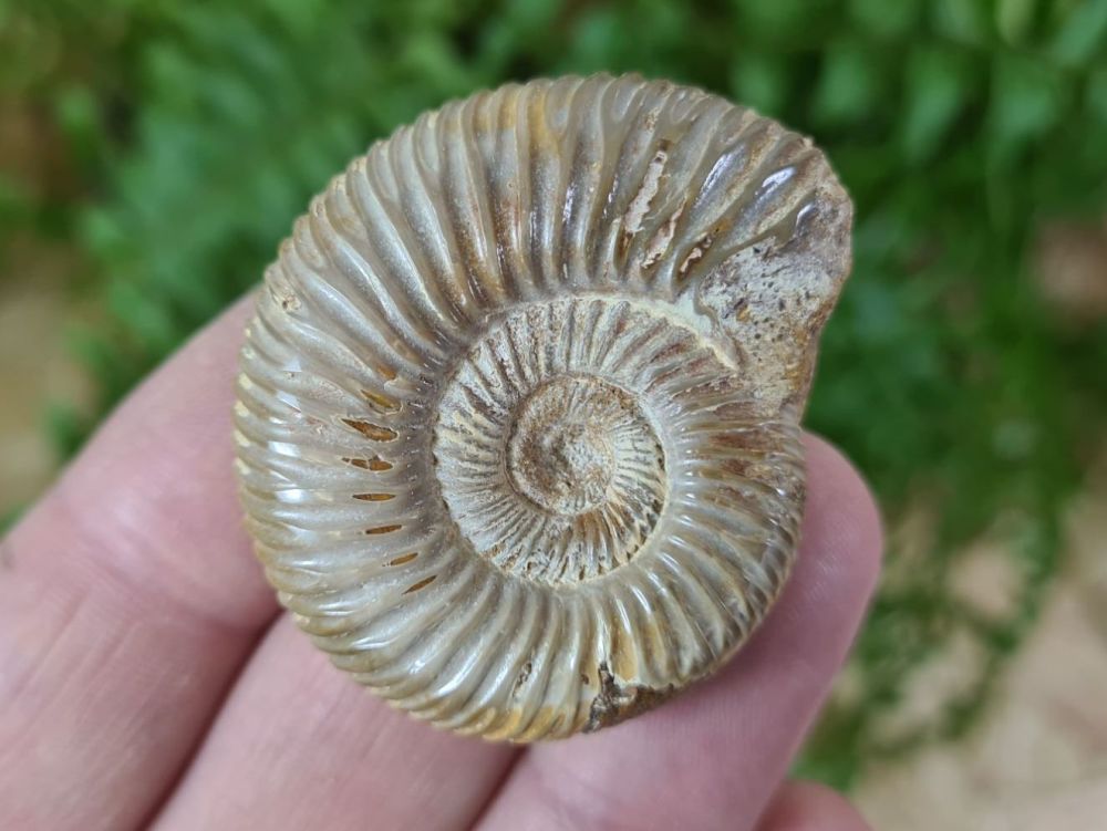 Polished Perisphinctes Ammonite - 4CM #06