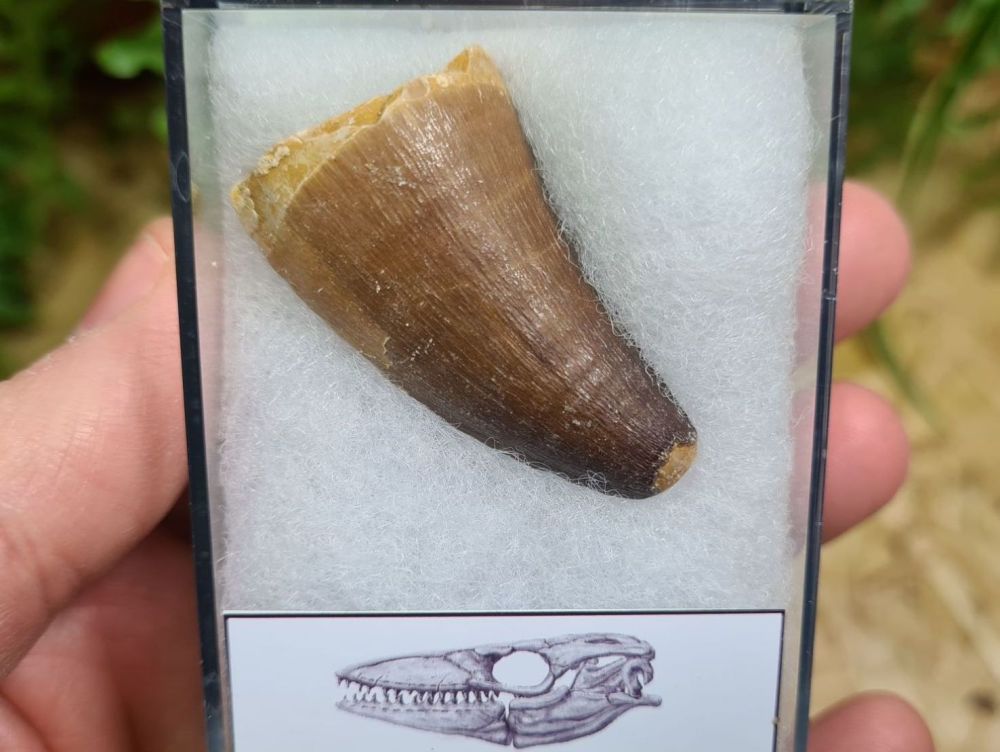 Mosasaur Tooth (1.57 inch) #04