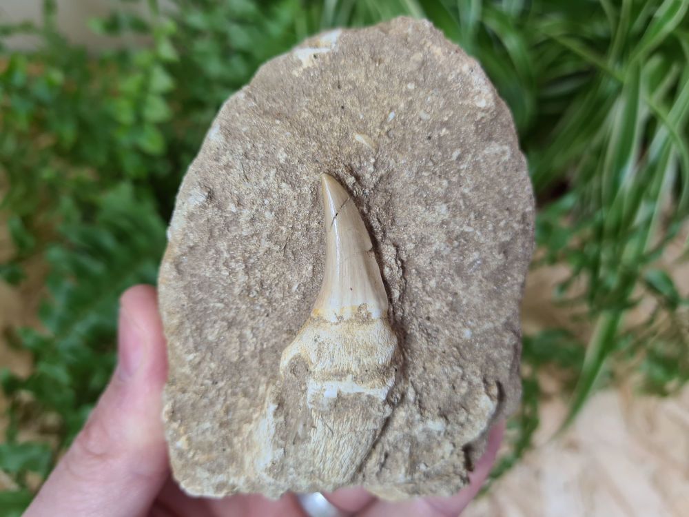 Rooted Mosasaur Tooth on Matrix (2.16 inch) #03