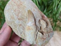 Rooted Mosasaur Tooth on Matrix (2.16 inch) #05