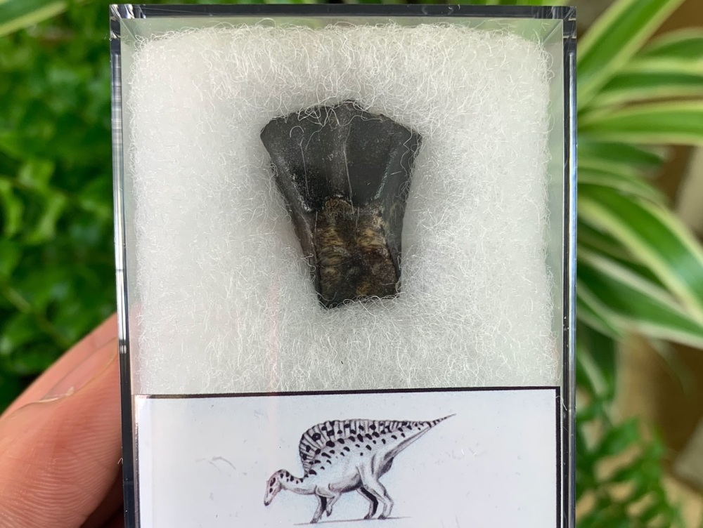 RARE Iguanodontid or Basal Hadrosaurid Tooth (Niger) #01