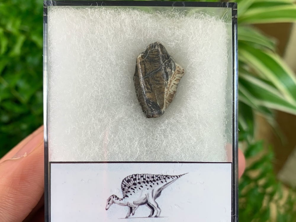 RARE Iguanodontid or Basal Hadrosaurid Tooth (Niger) #02