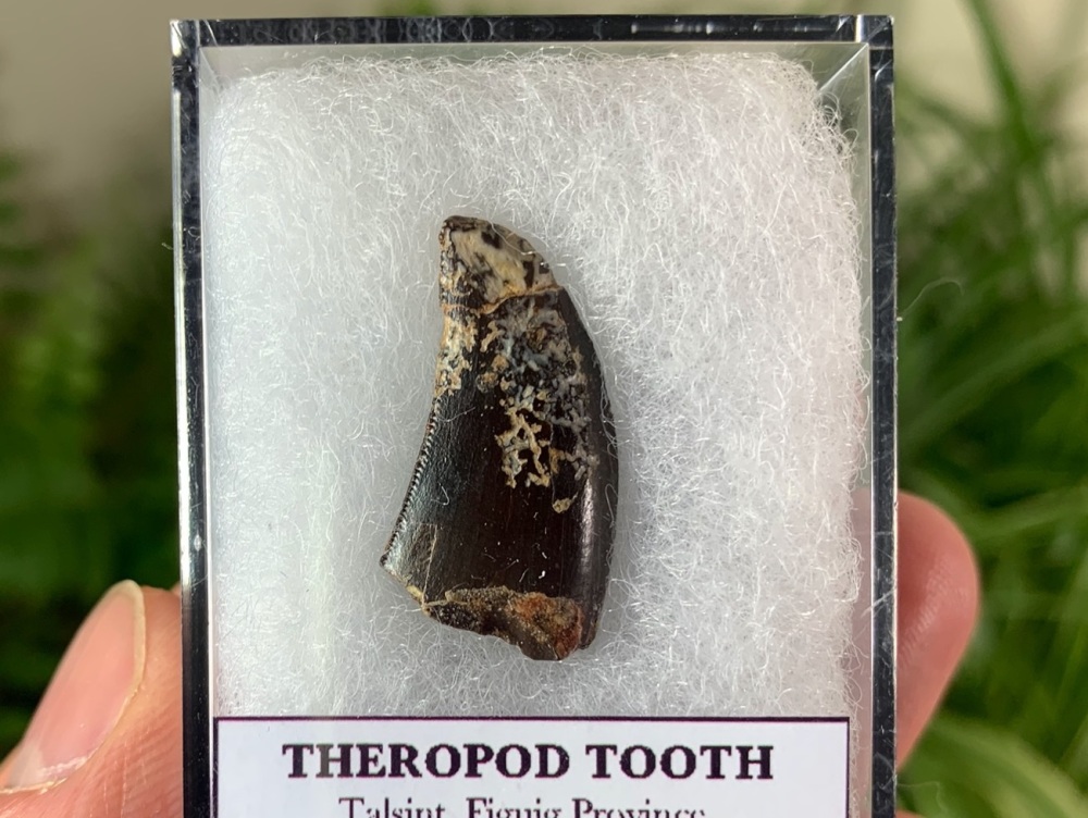 Theropod Tooth (Atlas Mountains, Morocco) #01