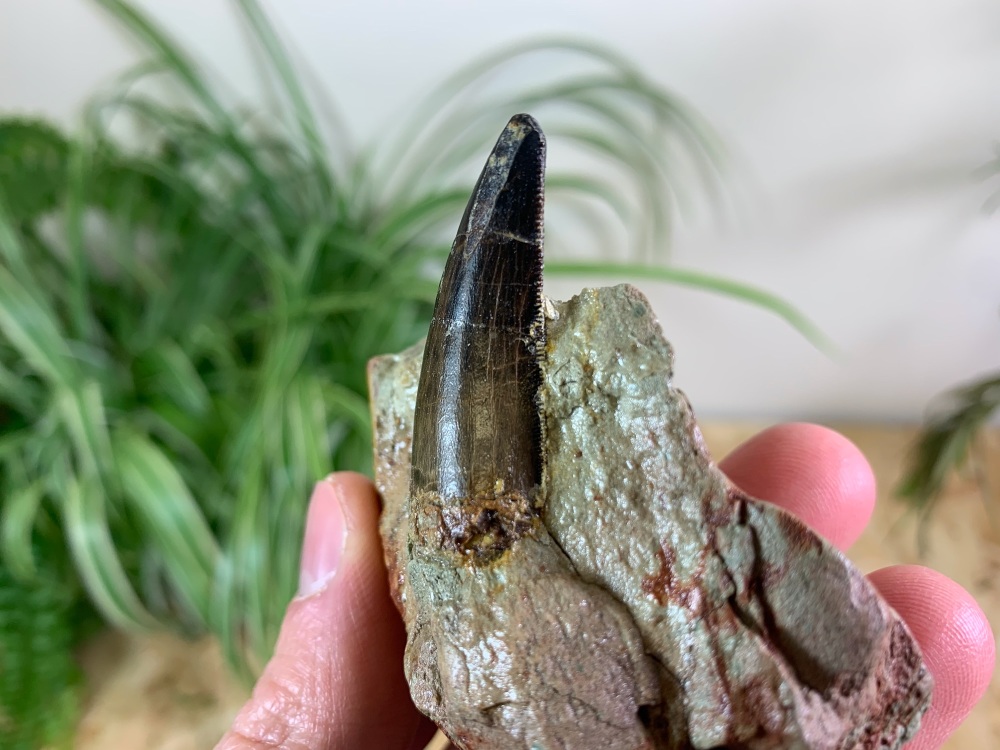 Carcharodontosaurid Tooth (Atlas Mountains, Morocco) #10