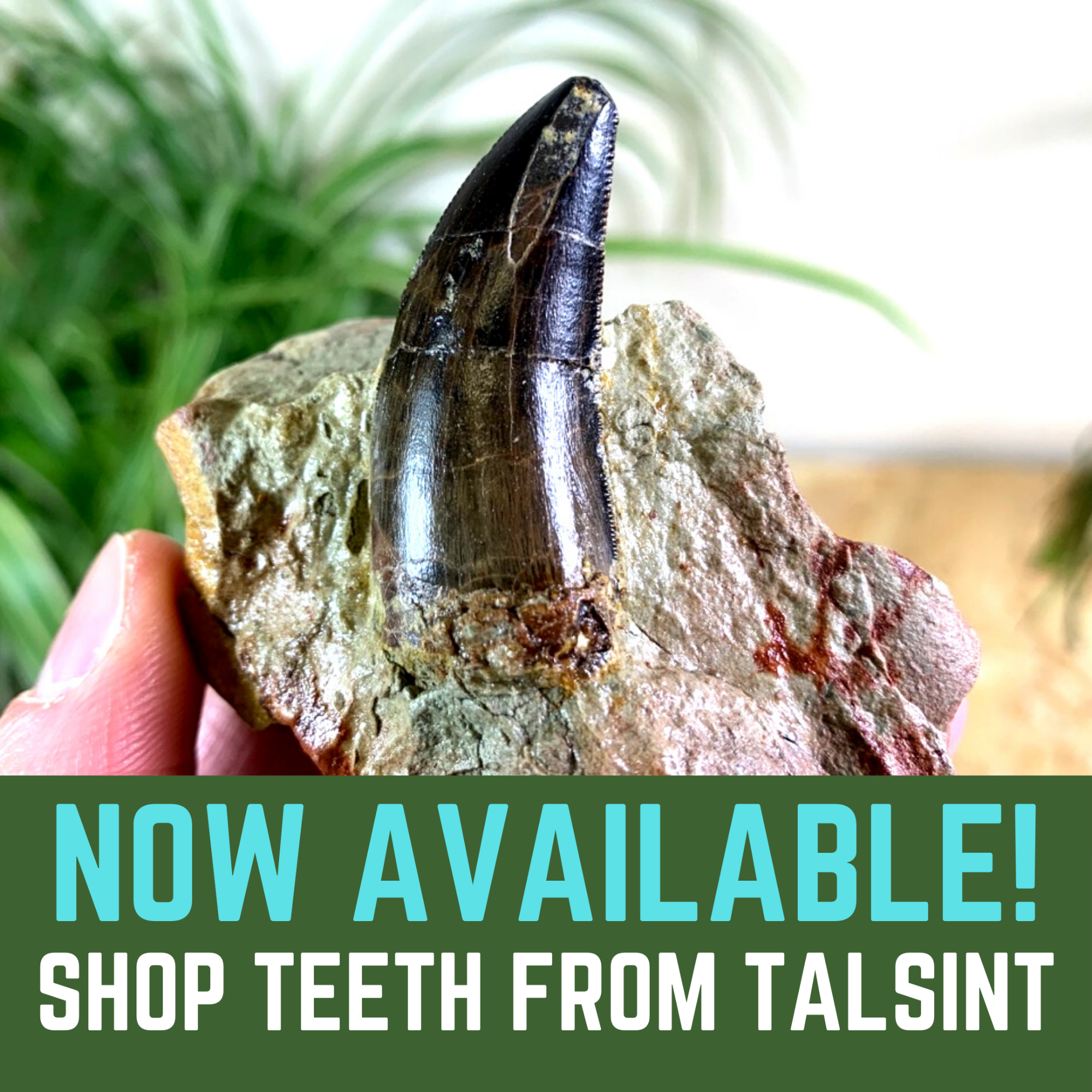 Shop Teeth from Talsint, Atlas Mountains, Morocco