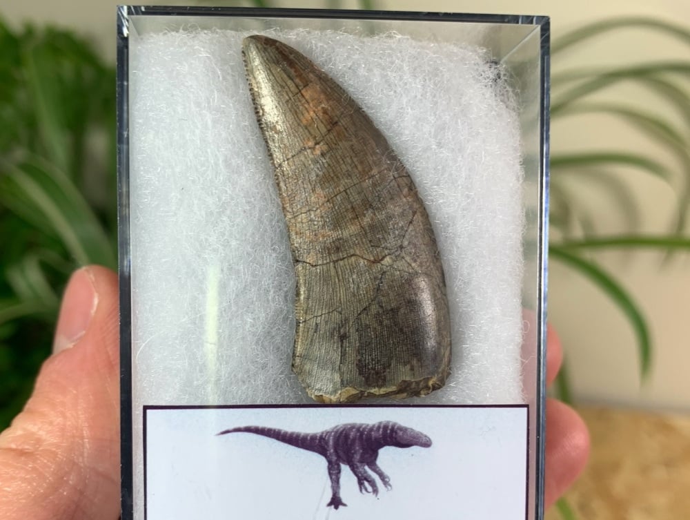 LARGE Megalosaurid Tooth, Afrovanator abakensis (Niger) #08