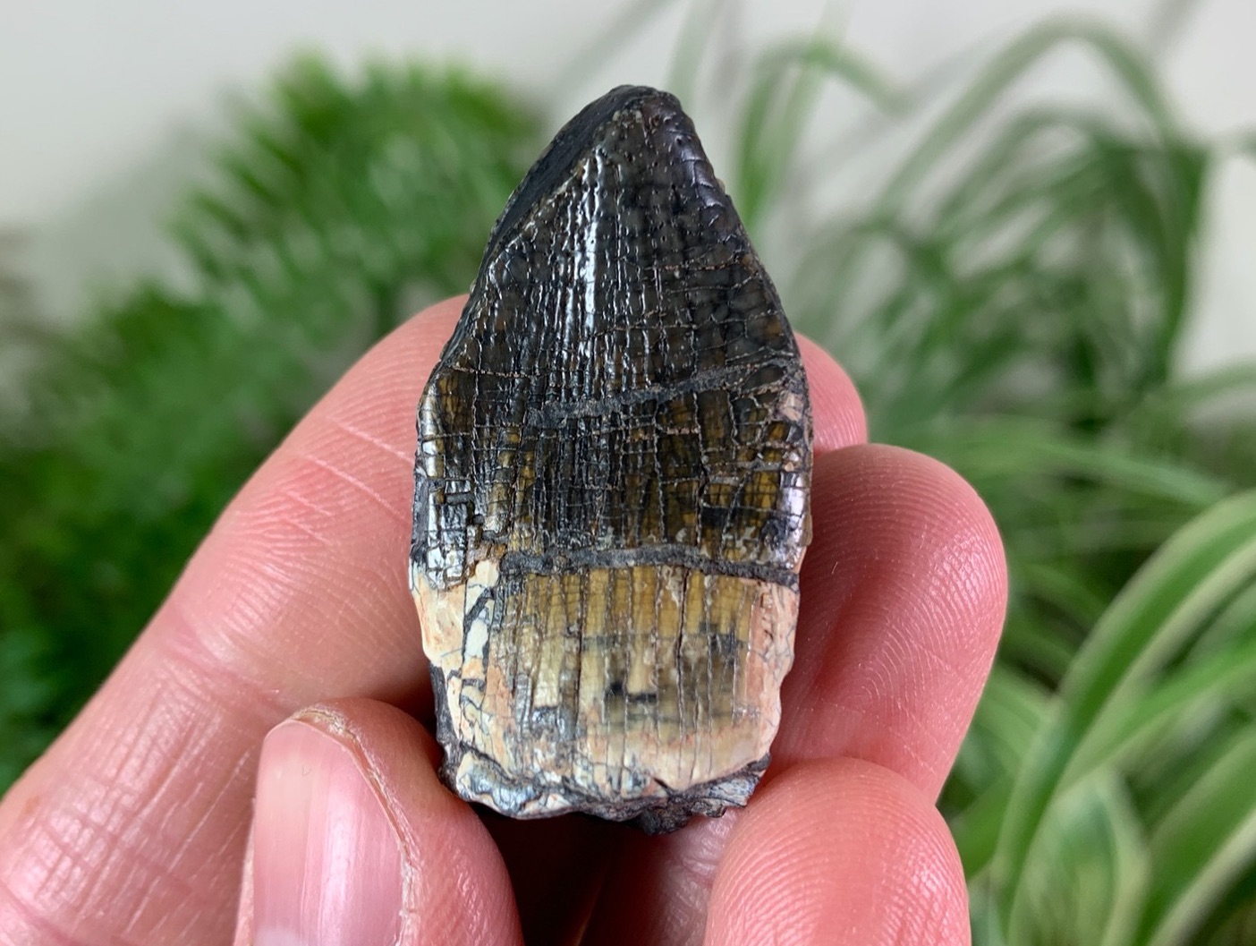 Dino Fossils UK Huge Selection of Fossils For Sale.