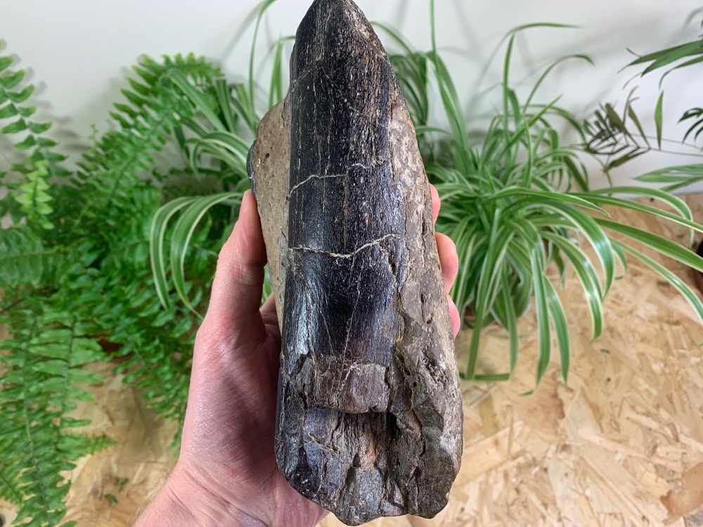Partial Baryonyx Femur (East Sussex, UK)