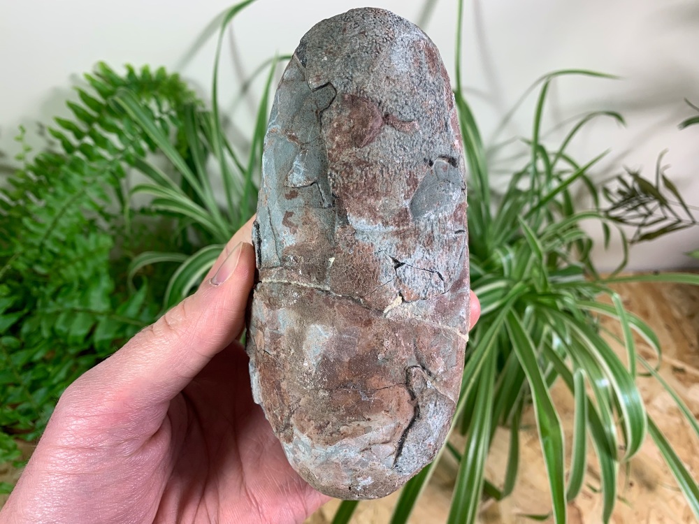 Affordable Oviraptor (Elongatoolithid) Dinosaur Egg #02