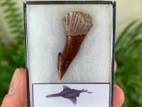 Onchopristis Fish Tooth (Kem Kem, Morocco) #02
