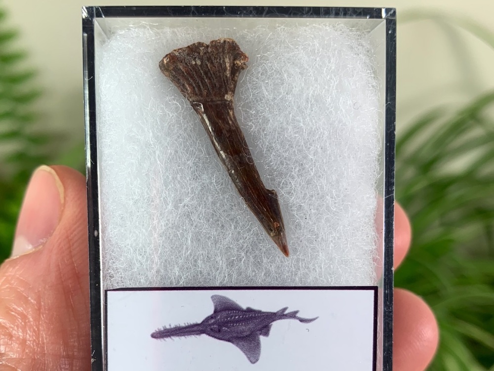 Onchopristis Fish Tooth (Kem Kem, Morocco) #05