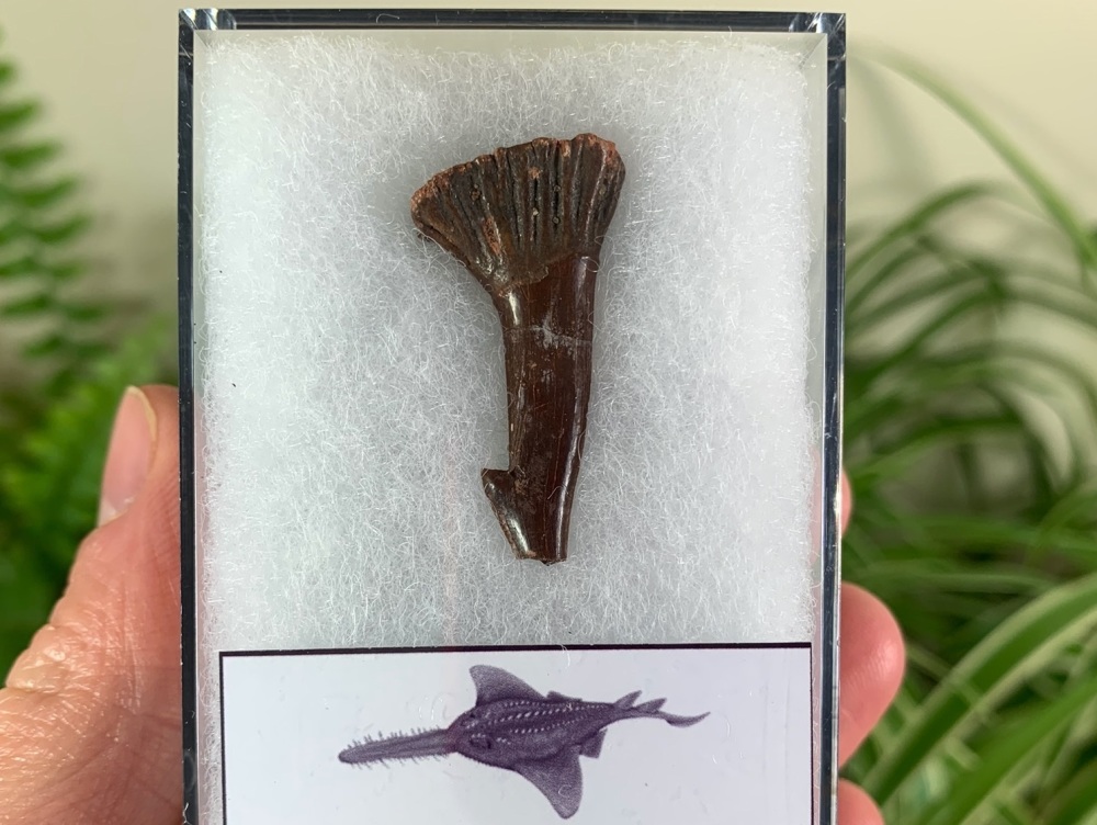 Onchopristis Fish Tooth (Kem Kem, Morocco) #09