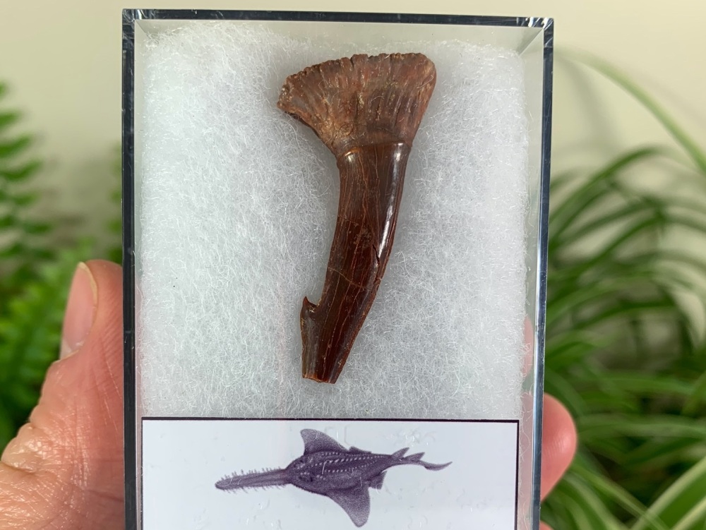 Onchopristis Fish Tooth (Kem Kem, Morocco) #10